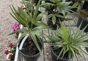 Trachycarpus fortunei - Kínai kenderpálma