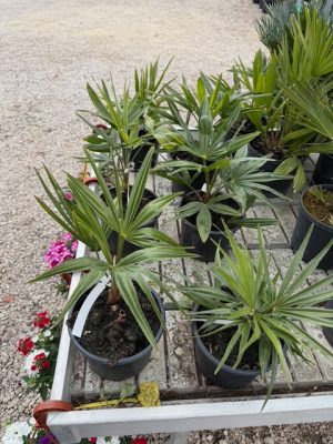 Trachycarpus fortunei - Kínai kenderpálma