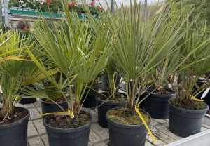 Chamaerops humilis - Európai Törpe Pálma