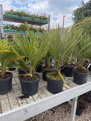 Chamaerops humilis - Európai Törpe Pálma