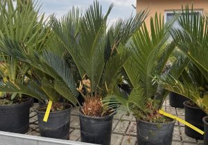 Cycas revoluta - Cikász pálma