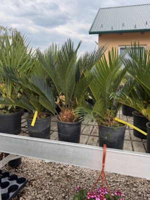 Cycas revoluta - Cikász pálma