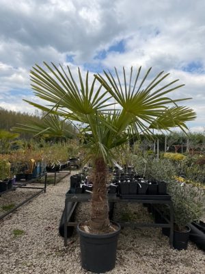 Chamaerops excelsa - Kínai kenderpálma