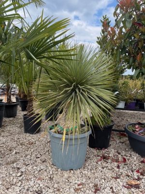 Yucca rostrata - Csőrös pálmaliliom