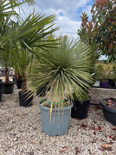 Yucca rostrata - Csőrös pálmaliliom