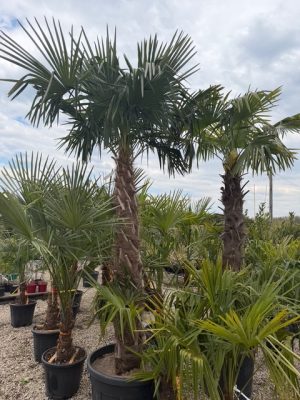 Chamaerops excelsa - Kínai kenderpálma