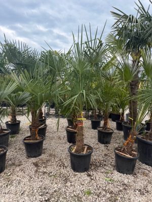 Chamaerops excelsa - Kínai kenderpálma