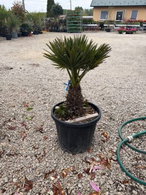 Chamaerops humilis 'Vulcano' - Vulcano európai törpepálma