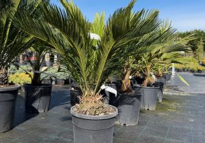Cycas revoluta - Cikász pálma CLT9