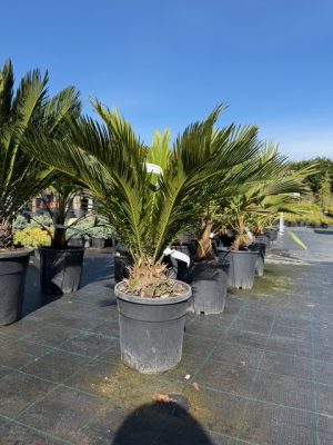 Cycas revoluta - Cikász pálma CLT9