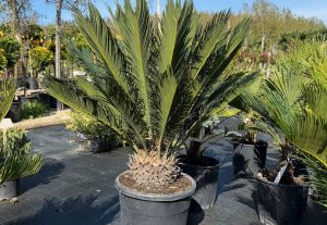 Cycas revoluta - Cikász pálma CLT15-18