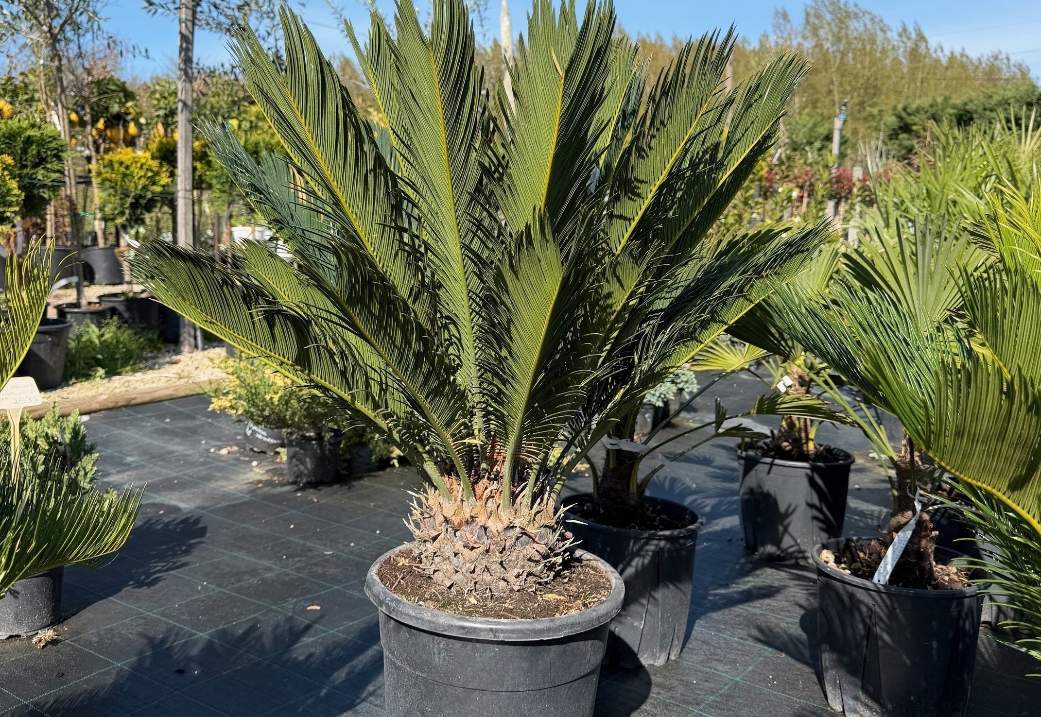 Cycas revoluta - Cikász pálma CLT15-18