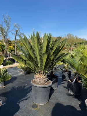 Cycas revoluta - Cikász pálma CLT15-18