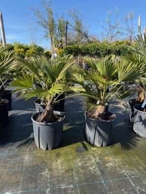 Chamaerops Wagnerianus - Japán kenderpálma