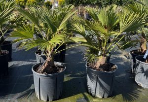 Chamaerops Wagnerianus - Japán kenderpálma