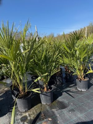Chamaerops humilis - Lószőrpálma