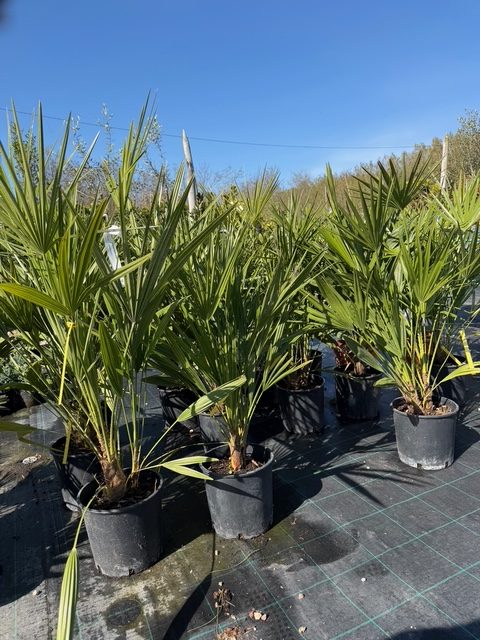 Chamaerops humilis - Lószőrpálma