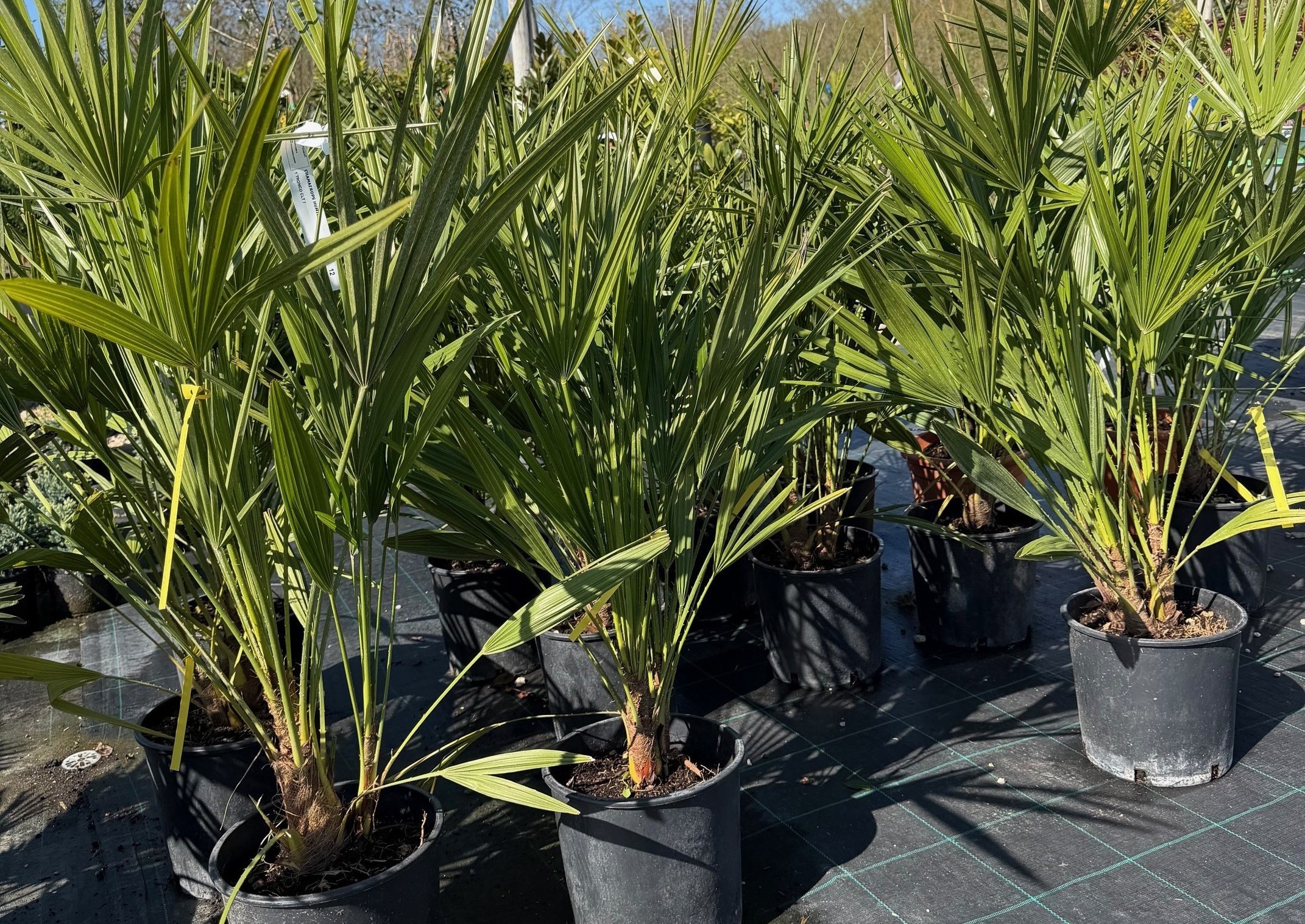 Chamaerops humilis - Lószőrpálma