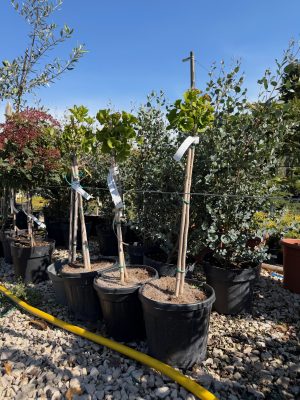 Ginko biloba 'Mariken' - Páfrányfenyő (magastörzsre oltott)