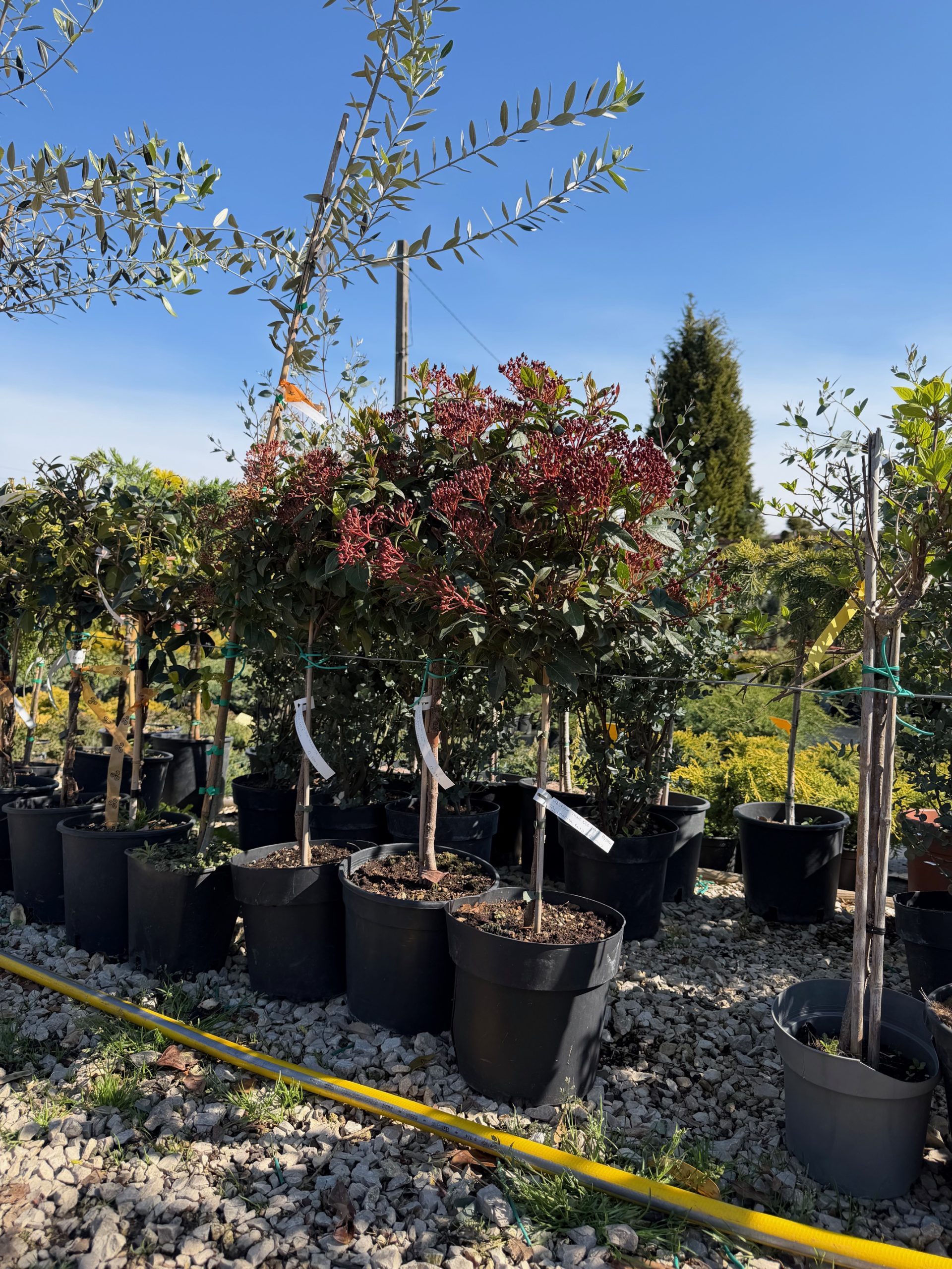 Viburnum tinus 'Eve Price' 1/4 – Örökzöld téli bangita