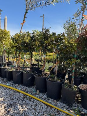 Trachelospermum jasminoides - Fehérvirágú csillagjázmin 40cm