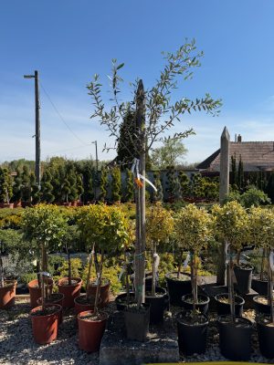 Olea europaea - Olajfa 110+ cm