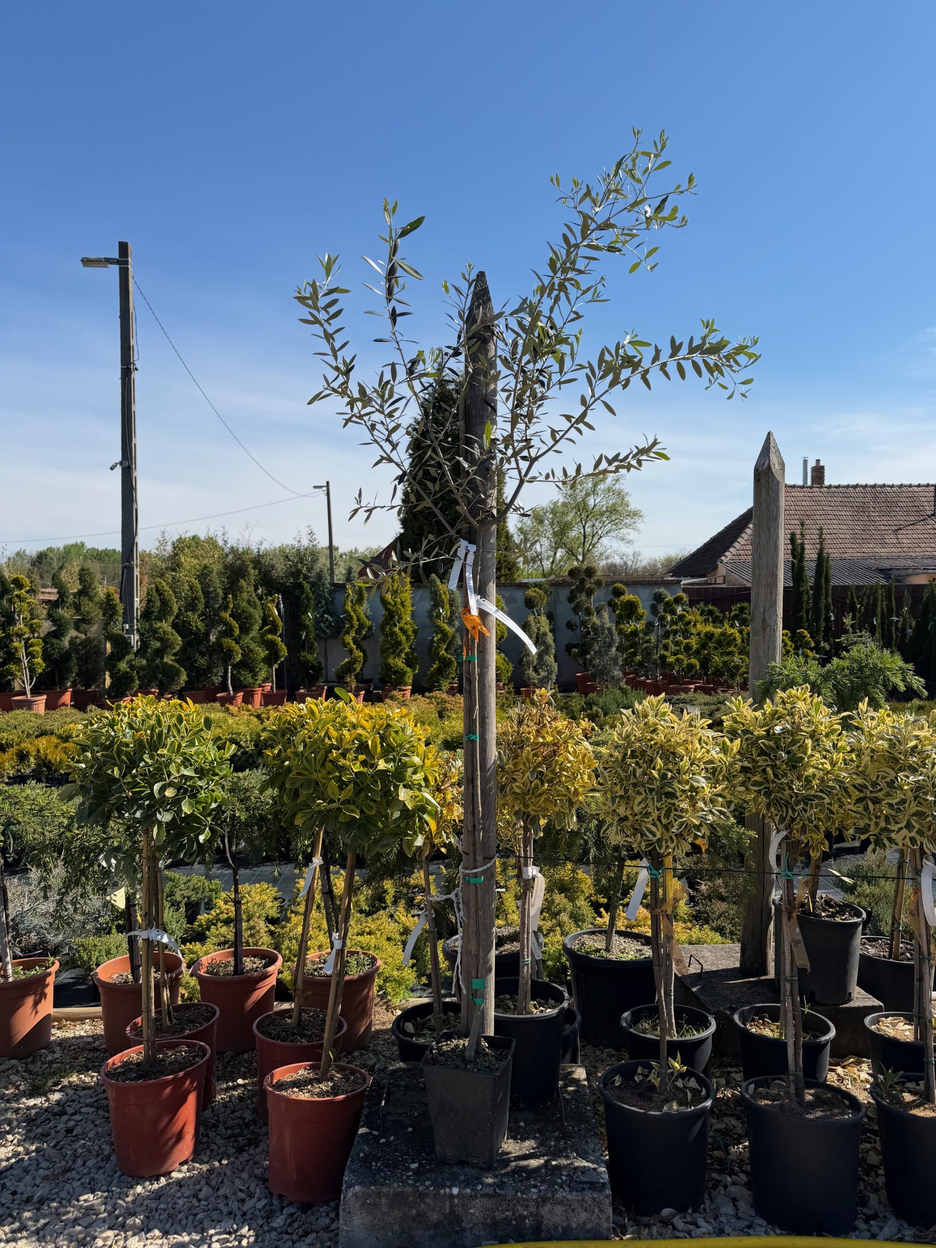 Olea europaea - Olajfa 110+ cm