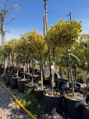 Euonymus japonicus 'Bravo' – Tarka japán kecskerágó (magastörzsre oltott) 50+ cm