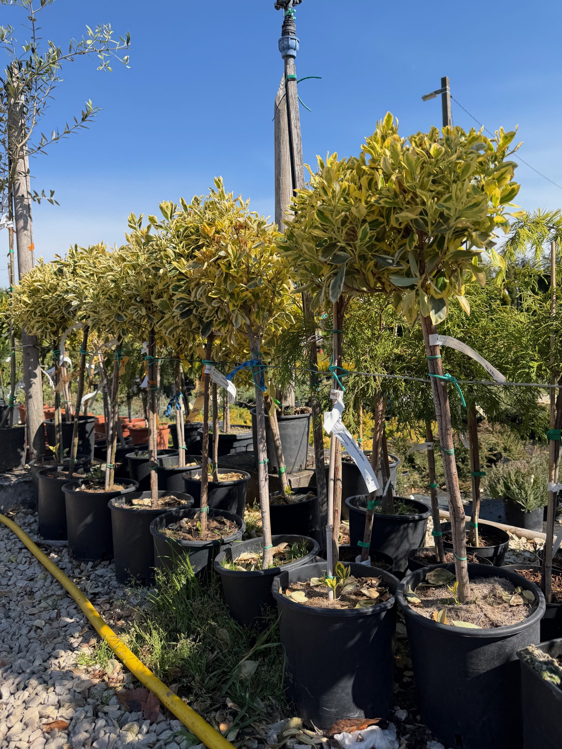 Euonymus japonicus 'Bravo' – Tarka japán kecskerágó (magastörzsre oltott) 50+ cm
