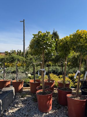 Euonymus japonicus 'Aurea' - Arany tarka japán kecskerágó 50+cm