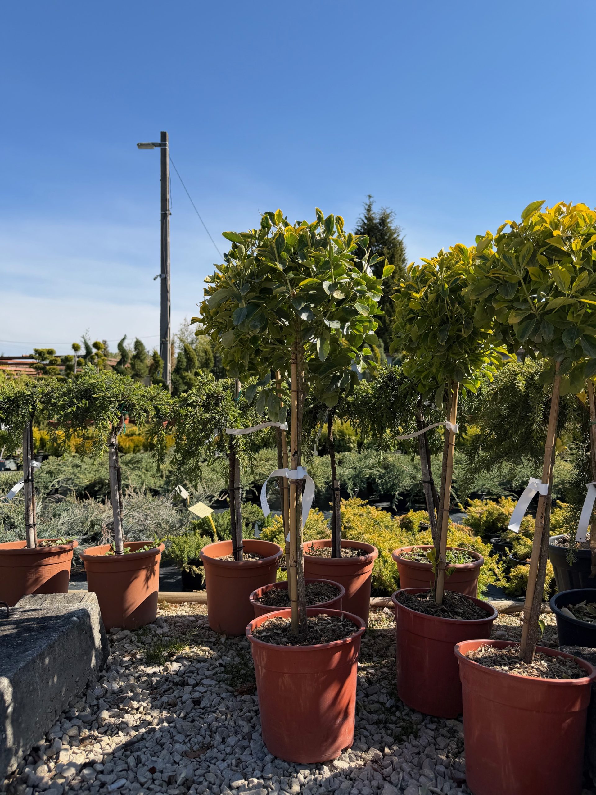 Euonymus japonicus 'Aurea' - Arany tarka japán kecskerágó 50+cm