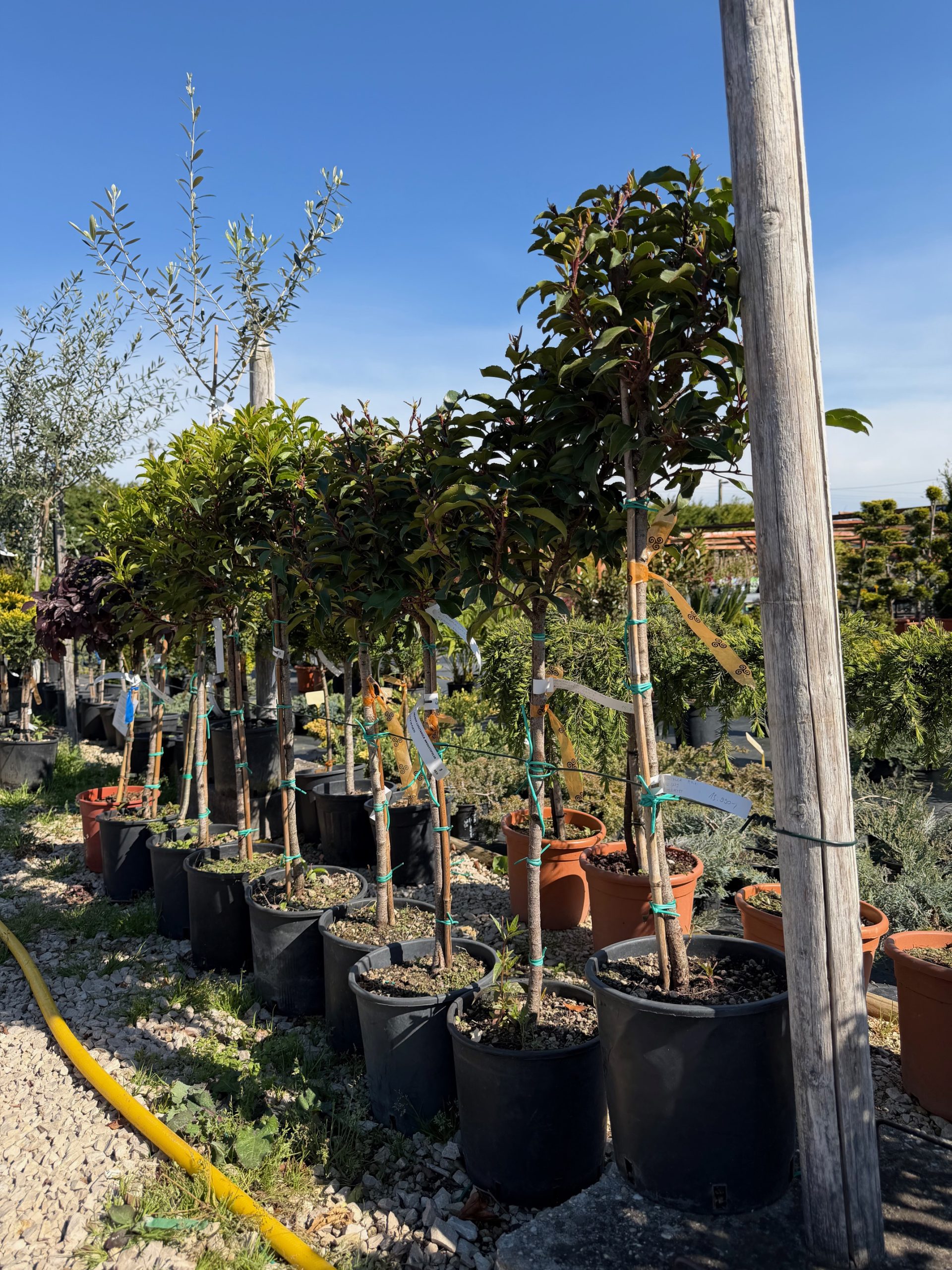Prunus lusitanica – Portugál babérmeggy 60 cm
