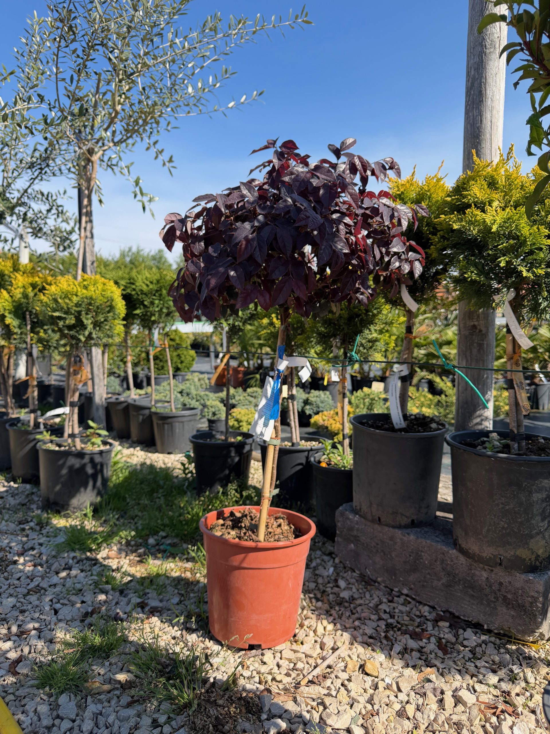 Loropetalum chinense 'Black Pearl' – Kínai rojtosvirág (magastörzsre oltott) 40+ cm