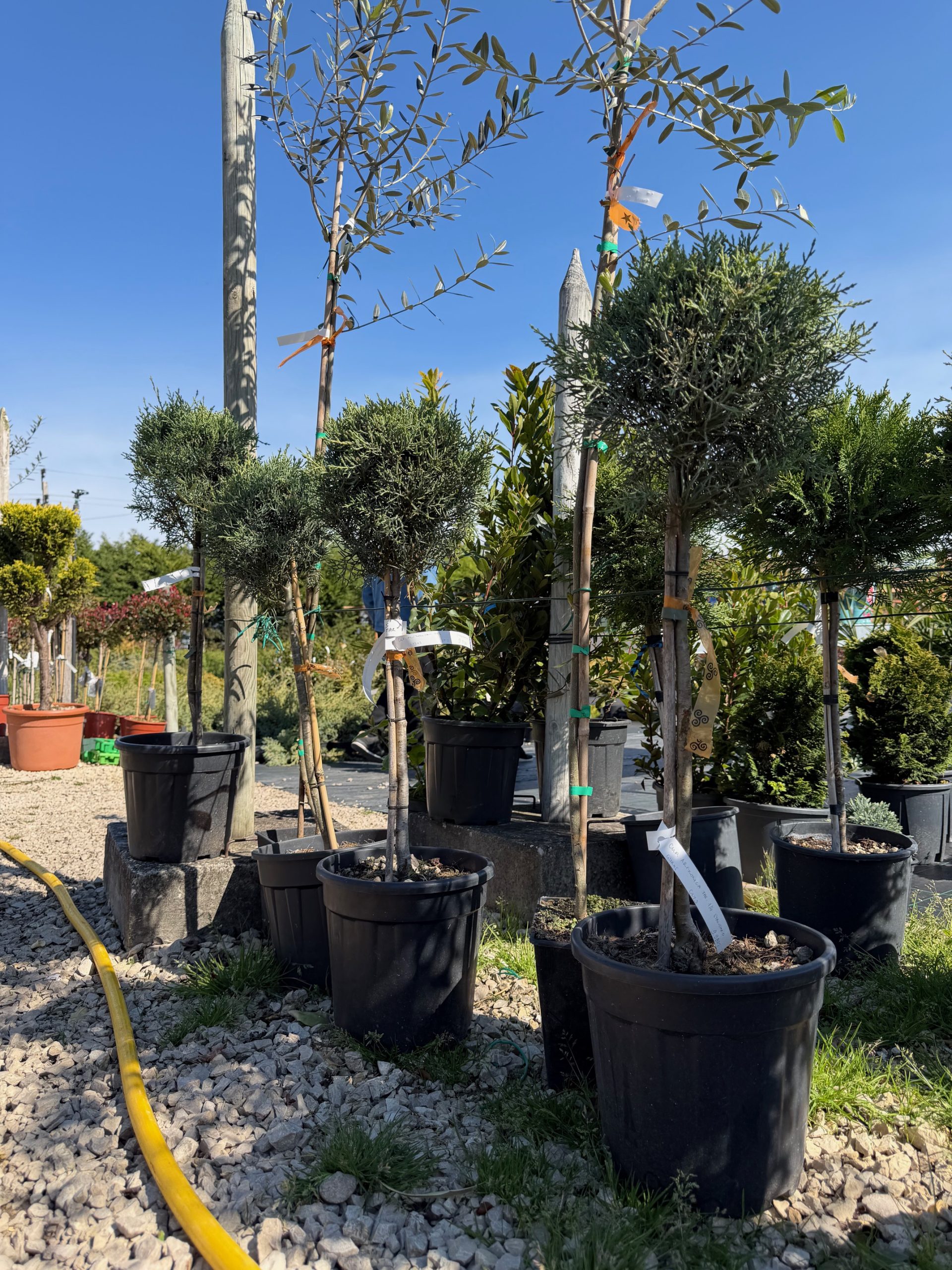 Cupressus Arizonica Fastigata 1/4 45 cm