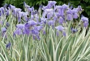 Iris pallida 'Variegata' – Tarka dalmát nőszirom D14