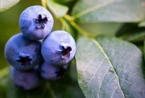 Vaccinium corymbosum 'Bluecrop' - Magasbokrú fürtös áfonya