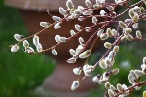Salix caprea 'Kilmarnock' - Csüngő barkafűz / Szomorú kecskefűz 160 cm /erősebb törzsű/