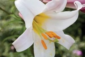 Lilium regale - Királyliliom D14