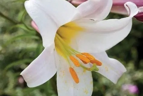 Lilium regale - Királyliliom D14