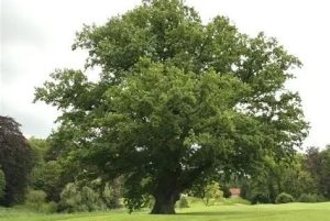 Quercus robur - Kocsányos Tölgy 180+cm