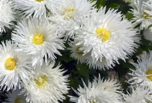 Leucanthemum x superbum - Kerti margaréta D14