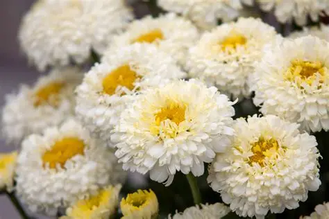 Leucanthemum x superbum 'Luna' - Margaréta D14