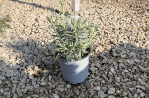 Lavandula Angustifolia - Levendula bokor D14