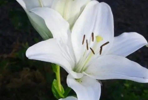Lilium 'Gwen' – Liliom D14