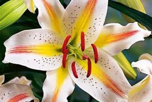Lilium oriental Garden Party / Keleti liliom D14