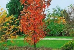 Liquidambar 'Slender Silhouette' - Oszlopos ámbrafa 90+cm