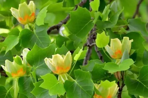 Liriodendron tulipifera 'Fastigiata' - Oszlopos tulipánfa 150+cm