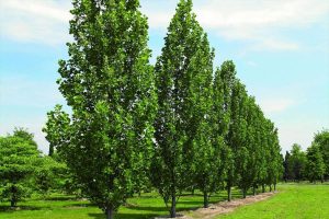 Liriodendron tulipifera 'Fastigiata' - Oszlopos tulipánfa 250+cm