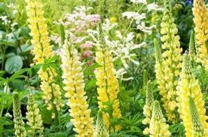 Lupinus 'Chandelier' - Csillagfürt D14