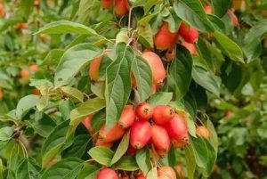 Malus 'John Downie' Pendula - Díszalma 90+ cm